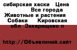 l: сибирская хаски › Цена ­ 10 000 - Все города Животные и растения » Собаки   . Кировская обл.,Захарищево п.